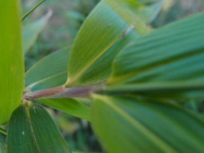 Arundinaria tecta Omega