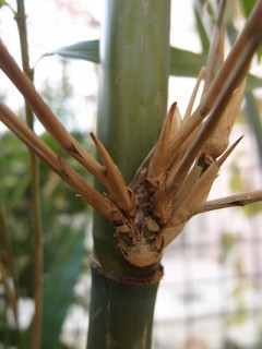 Bashania fargesii