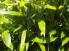 Předchozí: Indocalamus latifolius Hopei