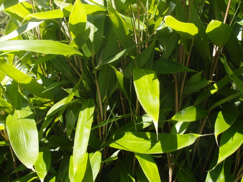 Indocalamus latifolius Hopei