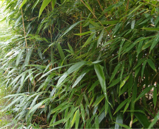 Pseudosasa japonica