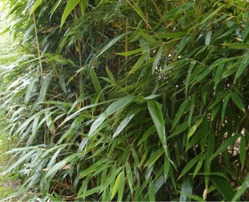 Pseudosasa japonica