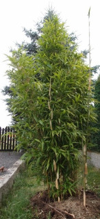 Semiarundinaria fastuosa