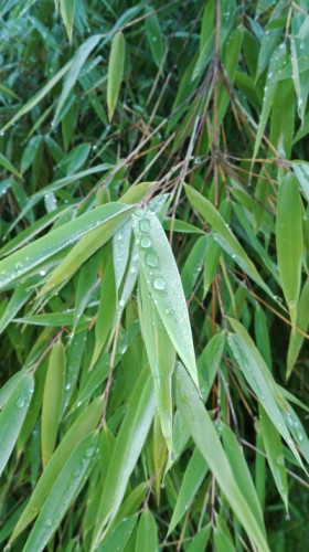 Fargesia nitida
