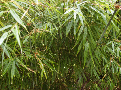 Fargesia rufa