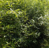 Další: Phyllostachys aureosulcata alata