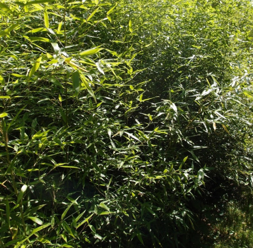 Phyllostachys aureosulcata alata