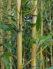 Další: Phyllostachys aureosulcata aureocaulis