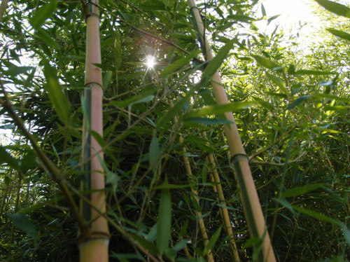 Phyllostachys aureosulcata Spectabilis