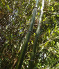 Další: Phyllostachys aureosulcata