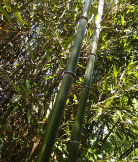 Phyllostachys aureosulcata