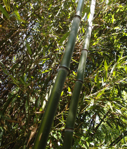 Phyllostachys aureosulcata