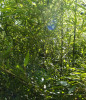 Další: Phyllostachys bissetii