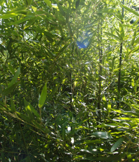Phyllostachys bissetii