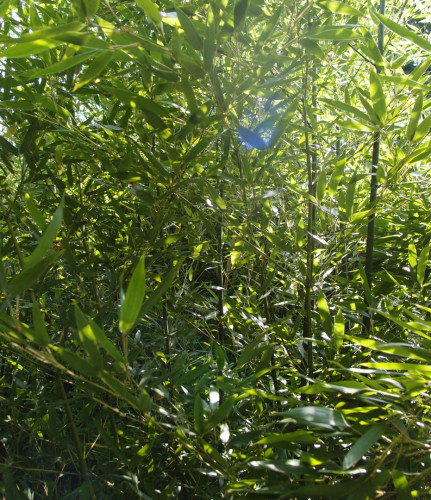Phyllostachys bissetii