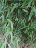 Další: Phyllostachys concava