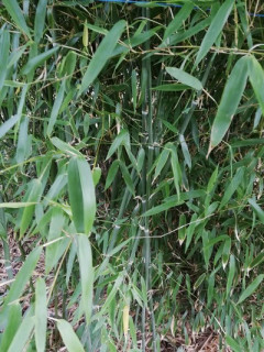 Phyllostachys concava