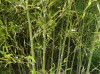 Další: Phyllostachys heteroclada