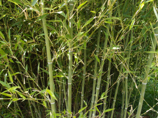 Phyllostachys heteroclada