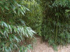 Další: Phyllostachys humilis