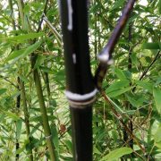 Phyllostachys nigra
