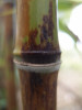 Předchozí: Phyllostachys nigra Boryana