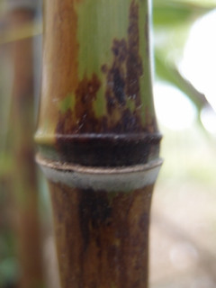 Phyllostachys nigra Boryana