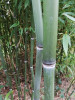 Předchozí: Phyllostachys nuda
