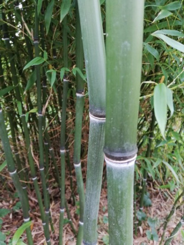 Phyllostachys nuda