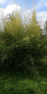 Phyllostachys parvifolia