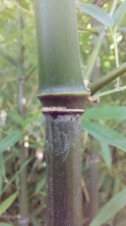 Phyllostachys stimulosa