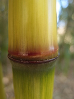Phyllostachys tianmuensis