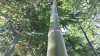 Další: Phyllostachys vivax