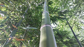 Phyllostachys vivax