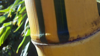 Phyllostachys vivax aureocaulis