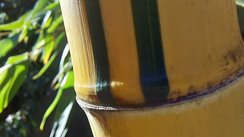 Phyllostachys vivax aureocaulis