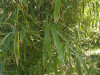 Předchozí: Phyllostachys angusta