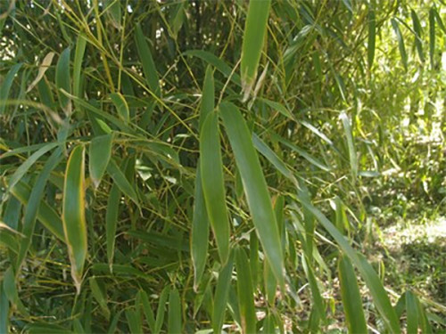 Phyllostachys angusta