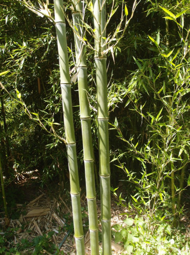 Phyllostachys atrovaginata