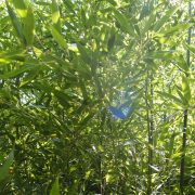 Phyllostachys bissetii